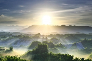 阳光森林背景