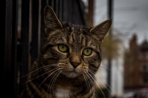 猫 枪口 条纹 外观 悲伤的 4k壁纸 3840x2160