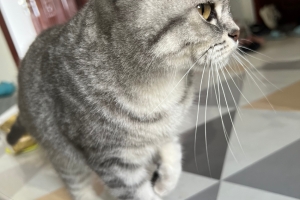 （随拍）“汪汪”是只猫