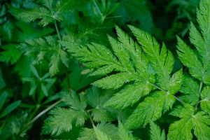灌木 植物 树叶 水滴 宏观 绿色 4k壁纸 3840x2160