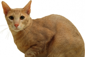 卡通小瘦猫咪png
