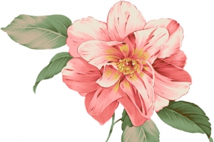 摄影手绘夏日海报花朵插画