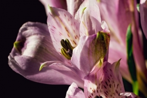 alstroemeria 花 花瓣 宏观 4k壁纸 3840x2160