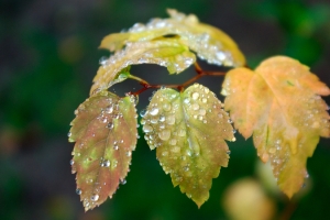 秋天雨后的黄叶水珠