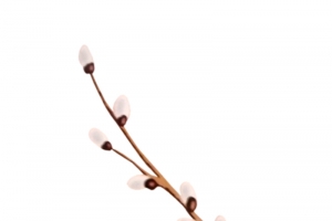 桃枝