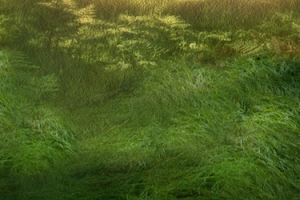 清新背景