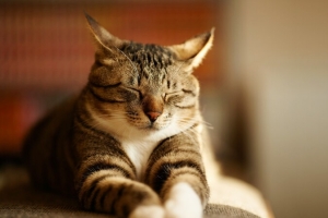 猫咪高清壁纸