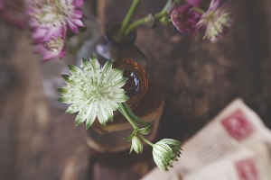  astrantia 花瓣 花朵 花瓶 4k壁纸 3840x2160