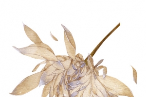 昙花