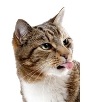 可爱的猫咪
