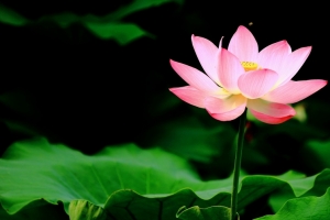 池塘荷花3440x1440壁纸