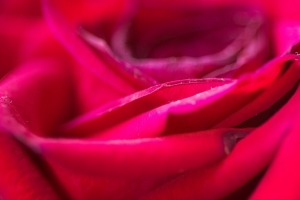 玫瑰 花 花瓣 模糊 红色 宏观 4k壁纸 3840x2160