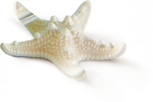 白色海星贝壳装饰