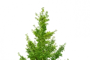 植物，银杏，银树，绿色