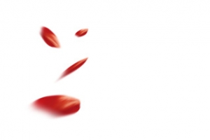 红色漂浮花瓣高清PNG透明设计素材免费下载