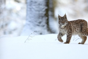 山猫 动物 捕食者 大猫 雪地 4k壁纸 3840x2160