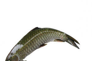 生鲜鱼