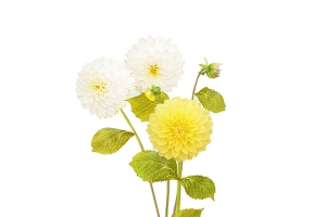 鲜花主题素材。