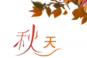 秋天的枫叶