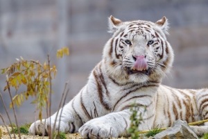 白虎 老虎 突出的舌头 大猫 捕食者 4k壁纸 3840x2160