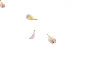 粉红花瓣漂浮