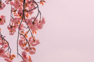 枝 花朵 粉红色 绽放 春天 4k壁纸 3840x2160