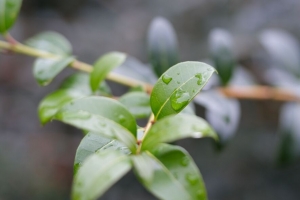 分支 树叶 水滴 宏 模糊 4k壁纸 3840x2160