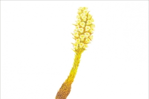 草药