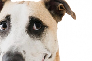 犬