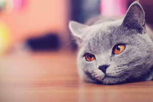 猫咪，灰色，懒惰，爬的猫