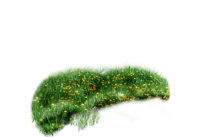 草坪