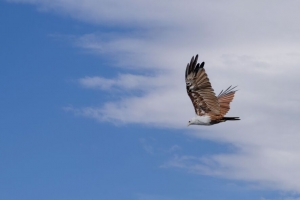 风筝 鸟 翅膀 天空 野生动物 飞行 4k壁纸 3840x2160