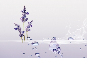 淘宝薰衣草精油化妆品海报背景banner