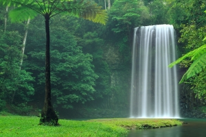 郁郁葱葱的蕨类植物和热带植物 Millaa Millaa米拉米拉瀑布4K风景壁纸