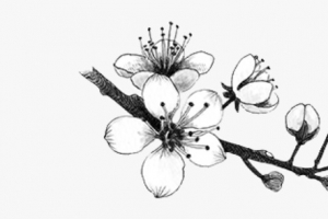 黑白水墨古风梅花插画素材