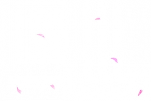 樱花飘落