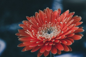 紫苑 花 花瓣 4k壁纸 3840x2160