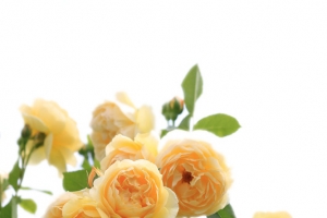 黄色月季花