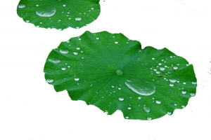 荷叶 谷雨 夏天 露珠