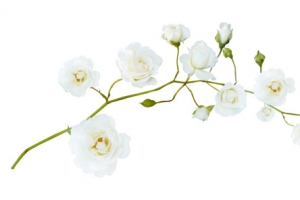 梨花花苞树枝