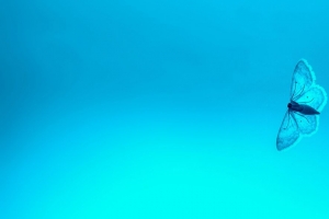 蝴蝶 蓝色 背景 昆虫 渐变 4k壁纸 3840x2160