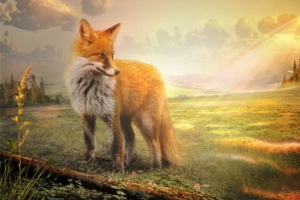 卡通狐狸背景banner