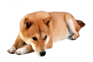 免抠素材柴犬图片