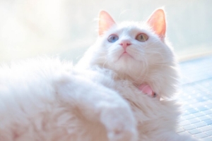 可爱异瞳猫咪