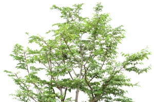 白杨树png素材