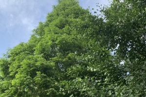 （随拍）小区里的蓝天和绿树