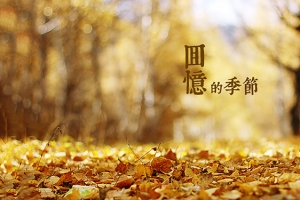 树叶飘落的季节