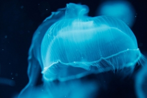 水母 生物 蓝色 水 水下 4k壁纸 3840x2160