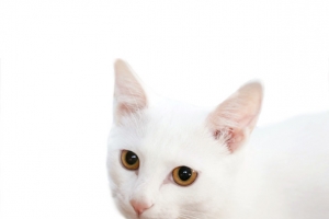 白色小猫