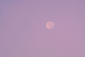 晚上 月亮 鸟 紫色 4k壁纸 3840x2160
